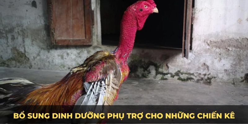 Bổ sung dinh dưỡng phù trợ cho gà đá cựa sắt