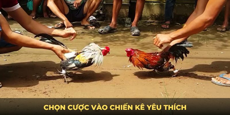 Chọn cược vào chiến kê yêu thích