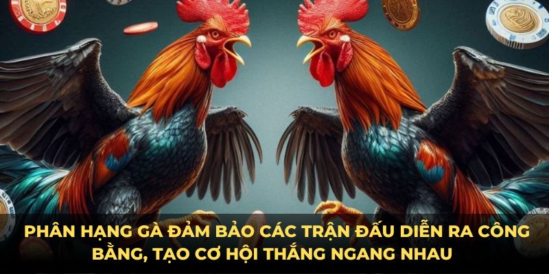 Phân hạng gà giúp đảm bảo công bằng luật đá gà miền bắc