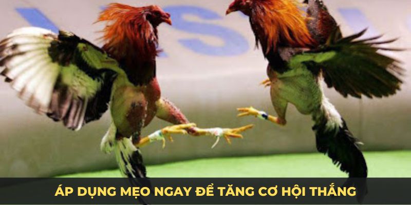 Áp dụng mẹo để tăng cơ hội thắng đá gà miền nam